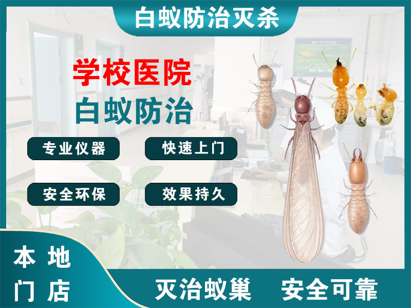 天台县学校医院白蚁防治