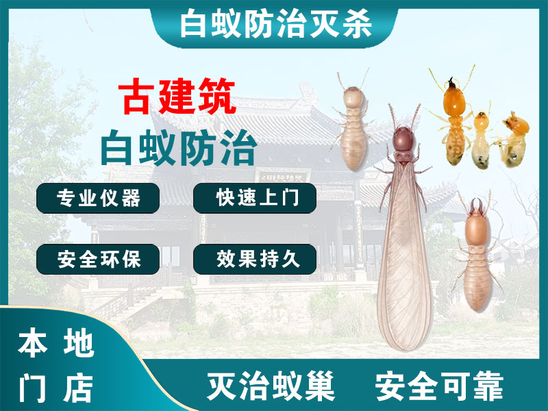 天台县古建筑白蚁防治