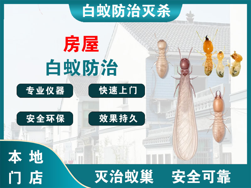 天台县房屋白蚁防治